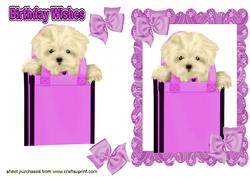 Gypsey the Westie in a Bag