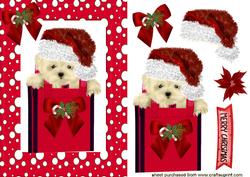 Cute Little Gypsey the Westie