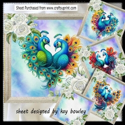 Beautiful Peacocks  With  White Roses 4  8x8 Card Fronts Mini Kit