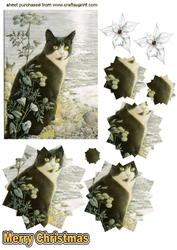 Little Black/white Cat, Star Pyramids