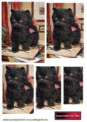 Little Black Kitty, Pyramids