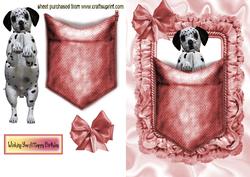 Dalmation in a Pink Pocket