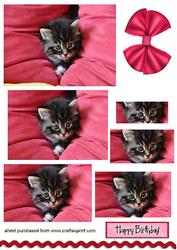 Cute Little Kitten, Pyramids