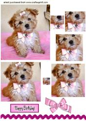 Cute Little Terrier Puppy, Pyramids