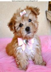 Cute Little Yorshire Terrier A4 Topper