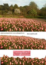 Woodland and Pink Tulips in the Spring