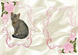 Cute Little Kitty with Pink Roses, A5 Insert