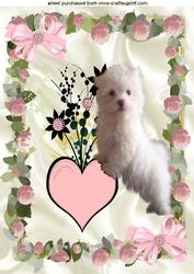 Cute Fluffy White Puppy, in Rose Frame A4