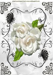 Cream Roses with Black Butterflies A4
