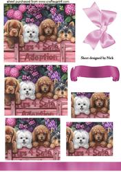 Cute Puppies Need Adopting, Pyramids