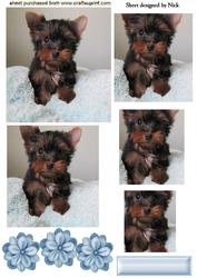 Cute Little Terrier, Pyramids