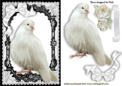 White Dove in Black Lace Frame with White Bow