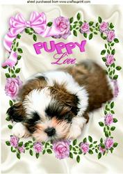 Puppy Love! Cute Little Puppy in Roses Frame A4