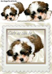 As Cute as Can Be, Puppy in a White Frame