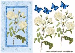 Cream Roses on Lace Frame Quick Card