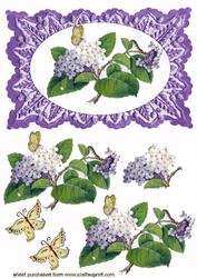 Beautiful Lavender Flowers on Purple Frame