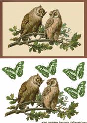 Gorgeous Owls in Frame