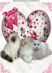 I Just Love Cats! on Pretty Heart with Lace A4