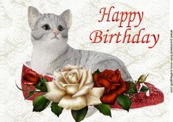 Kitten in Shoe on Lace with Red Roses A4