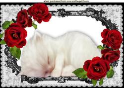 Cute Kitten Sleeping in Lace Frame with Red Roses A4