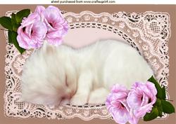 Cute Kitty Sleeping on Ecru Lace with Pink Roses A4