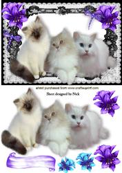 Persian White Kittens with Purple Flowers in Lace Frame