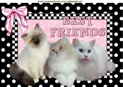 Three Little Kitties Cute as Can Be, Best of Friends A4
