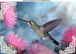 Pretty Humming Bird with Pink Flowers A4
