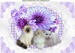 Kittens with Pretty Purple Flowers on Lace A4