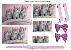 Three Cute Little Kittens Pretty in Pink