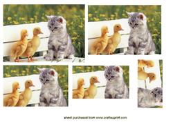 Cute Little Kitten with Ducklings