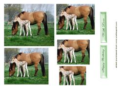 Gorgeous Little Foal with Mum