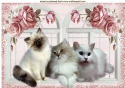 Cute Fluffy Kittens with Pink Roses A4