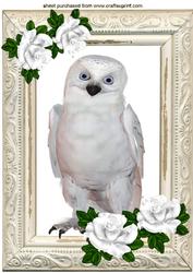 Snowy White Owl with White Roses A4