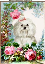 Cute Westie with Rose in the Garden A4