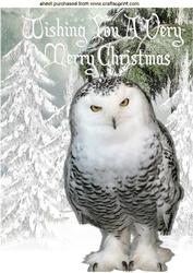 Snowy White Owl in Snow Scene A4