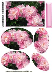 Pretty Pink Peonies with Oval Pyramids