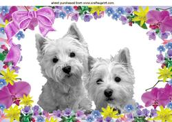 Cute Pair of Westies in Flower Frame with Bow A4