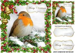 Lovely Robin Red Breast in Holly Frame with Bells 8x8