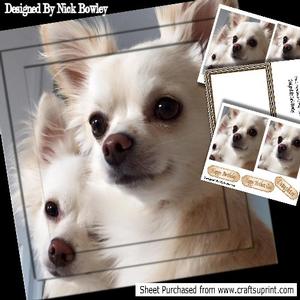 Cute Pair of Cream Chihuahuas Playing 8x8 Pyramid Mini Kit