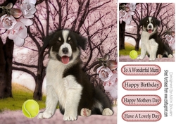 Cute Border collie puppy with ball in the park 8x8