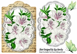 pretty white Azaleas on lace , script with butterflies