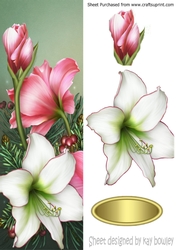 Pretty pink and white poinsettias tall DL