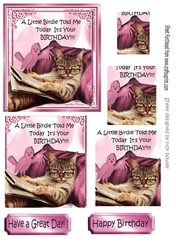 Lazy kitty with pink bird pyramids