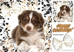Cute fluffy brown/white puppy with organza bow 8x8