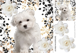 Cute little westie puppy with white roses 8x8
