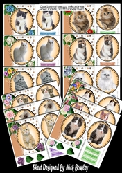 Cats & Kittens furry friends with flowers 12 lovely 7x7 card fronts bumper set
