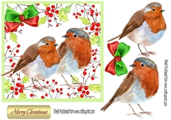 Lovely Watercolour Robins in festive holly frame 7x7