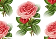 Beautiful Vintage Pink Rose Backing paper (Big)