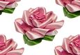 Pretty pink satin roses ( Big white background)